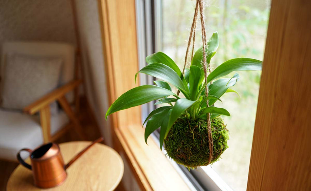 Create and Care for Your Own Kokedama