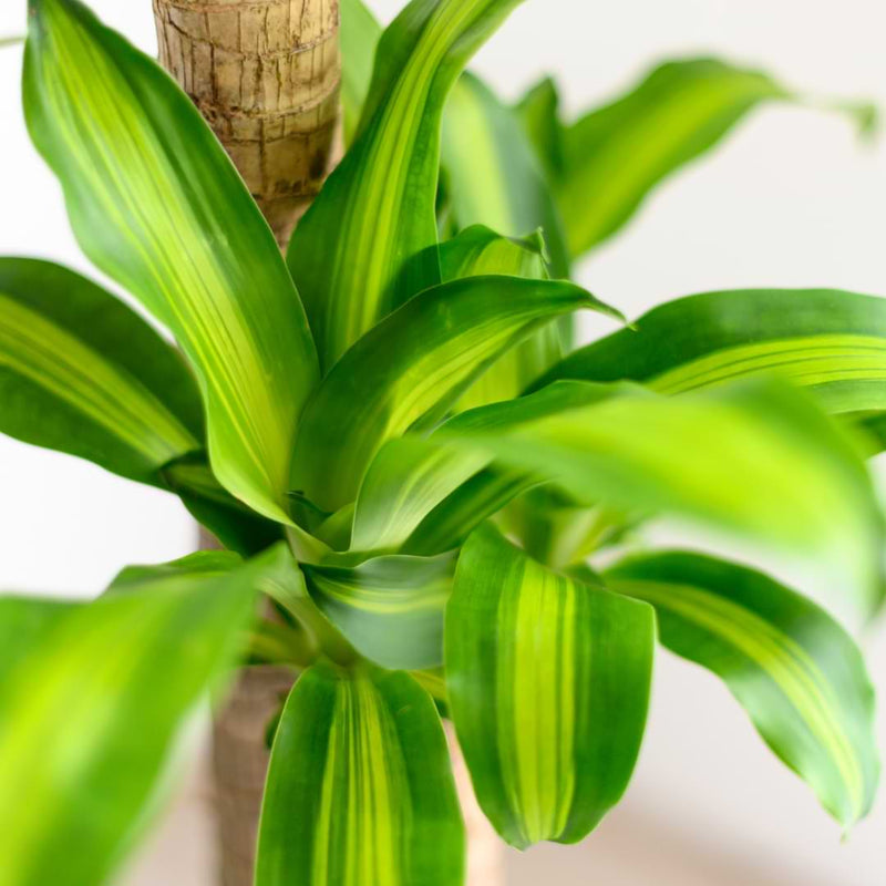 Dracaena-Cintho