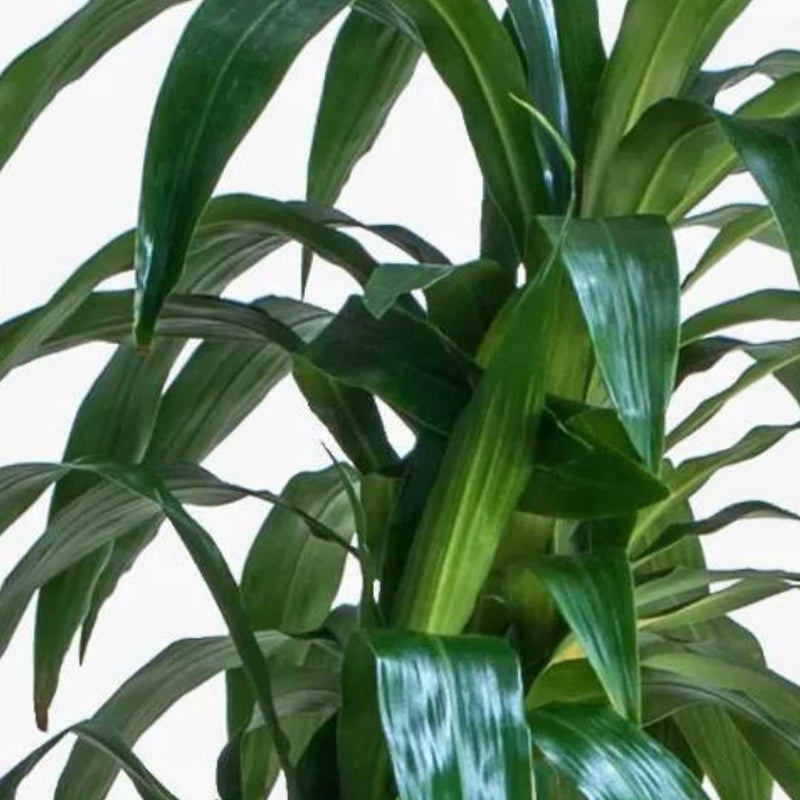 Dracaena Lisa Care & Growing Guide