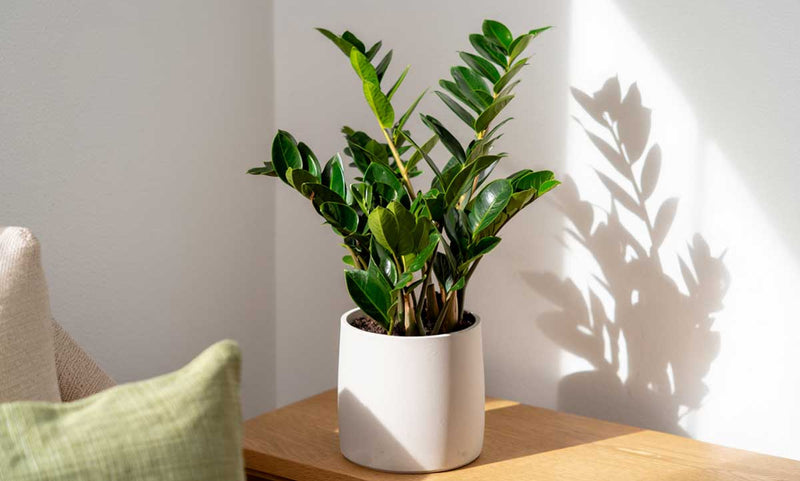 Easy ZZ Plant Care Tips for a Thriving Home