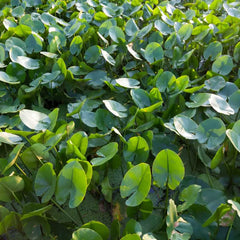 Can You Grow Arrowhead Plants in Water