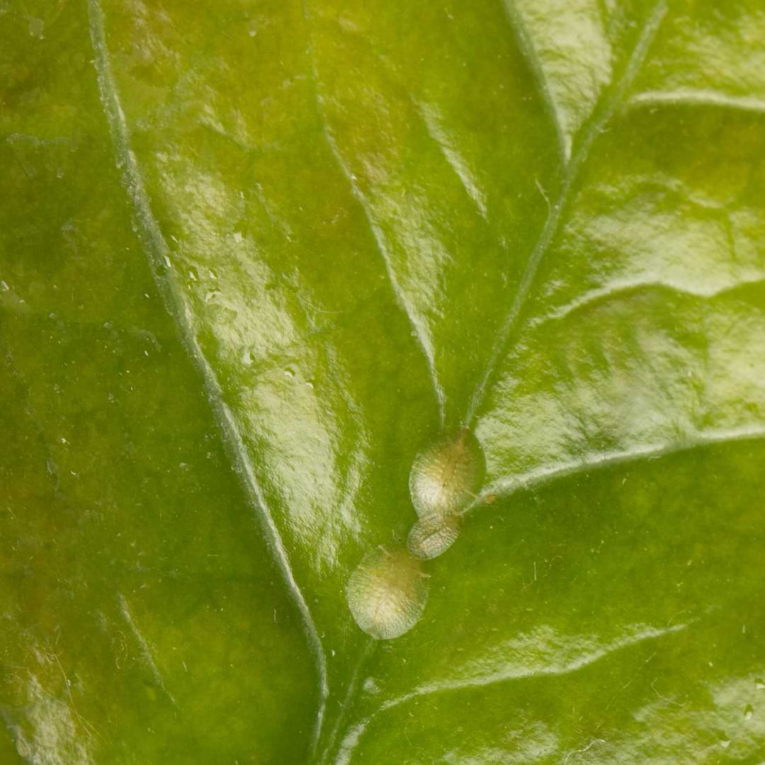 A basic knowledge of houseplant insect control is crucial for indoor plant owners, because at some point, you will have to deal with pests.