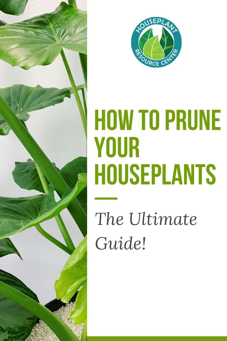 Pruning houseplants