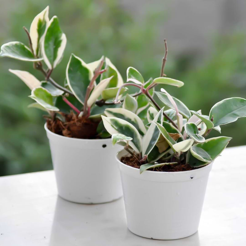 Brown spots are caused by a fungal disease known as Hoya Fungal Leaf Spot, and it's a common diseases to affect this type of plant.