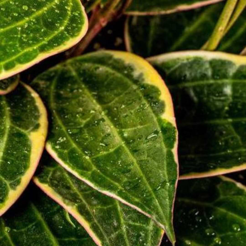 Hoya Macrophylla | Plant Care Guide