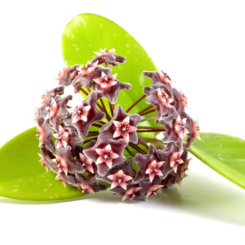 Hoya Propagation
