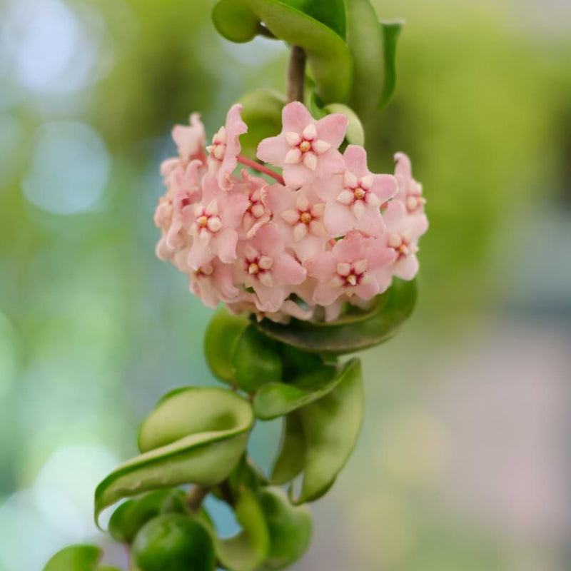Hoya Carnosa Compacta Care Guide | Hindu Rope Plant