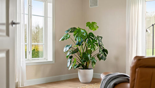 Ideal Indoor Plant Temperature Tips