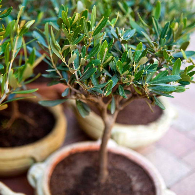 Indoor olive trees are becoming more popular on social media and in design publications for the delicate, rustic mood they can add to a space.