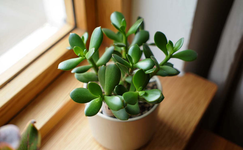 Jade Plant Care: Easy Steps for Thriving Greens