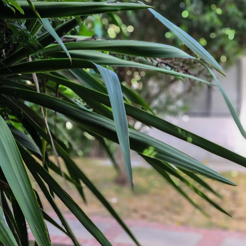 It’s important to understand what to check and how to use the process of elimination so you determine why your majesty palm is turning brown.