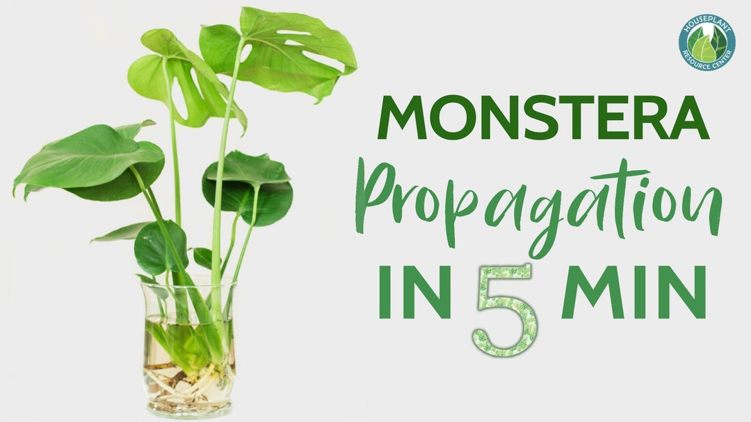 Monstera propagation in 5 minutes. Learn how to quickly propagate a monstera plant.