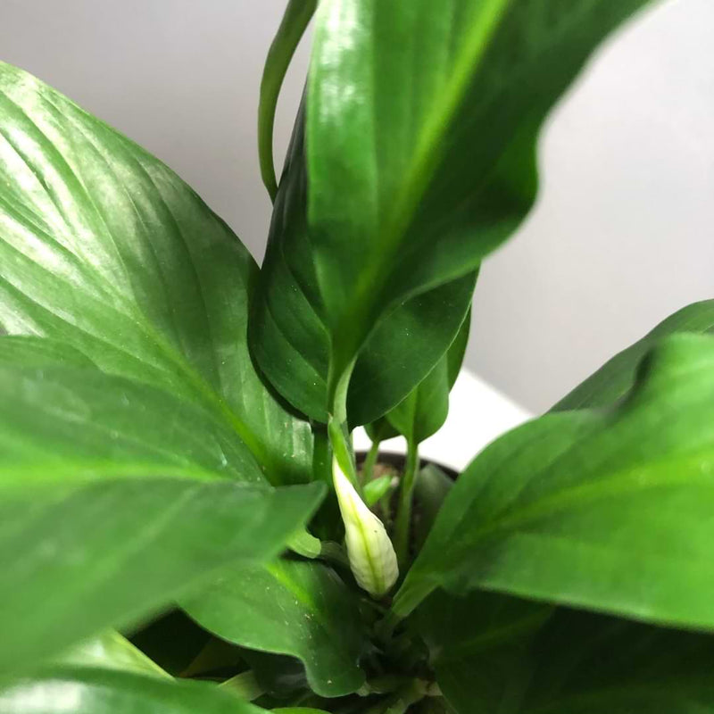 Peace Lilies need consistent fertilization for healthy growth. Learn more about the best fertilizer for peace lilies and how to use it.