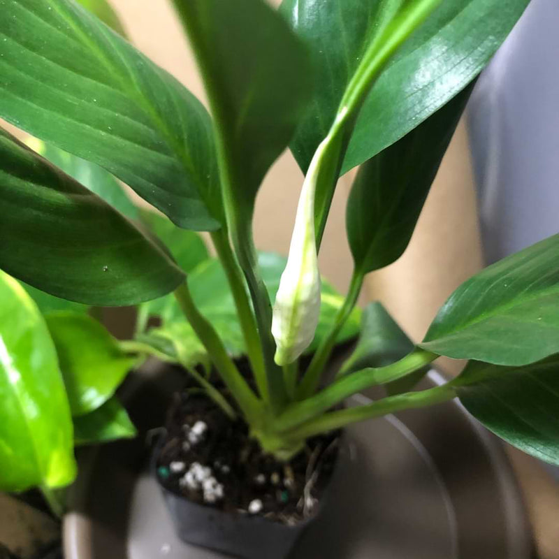 Peace lilies are a classic beginner-friendly houseplant. But, they require a great draining soil. So, what’s the best soil for peace lilies?