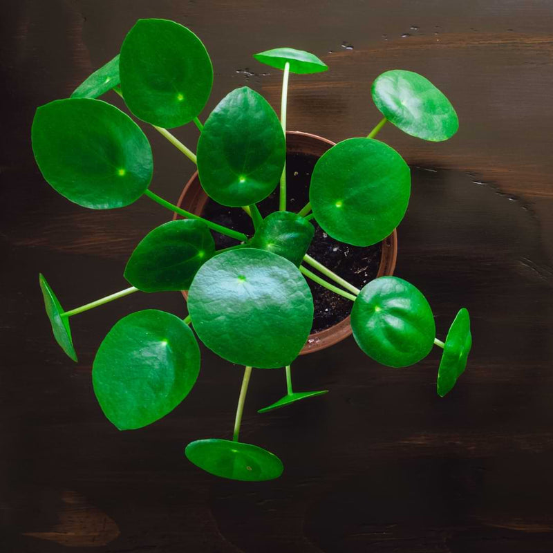 Pilea plant care is actually pretty straightforward. The best part is that pilea plant care is actually really easy!
