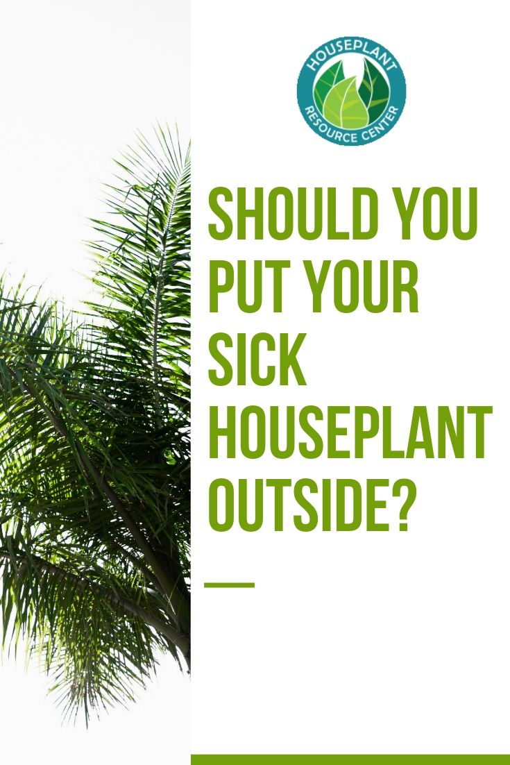 Plant graphics