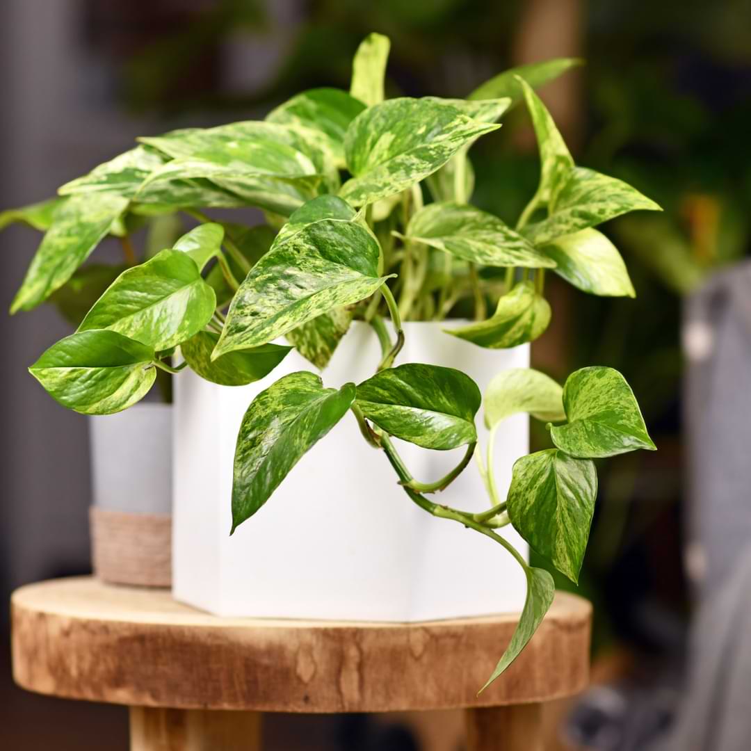 Pothos Plants