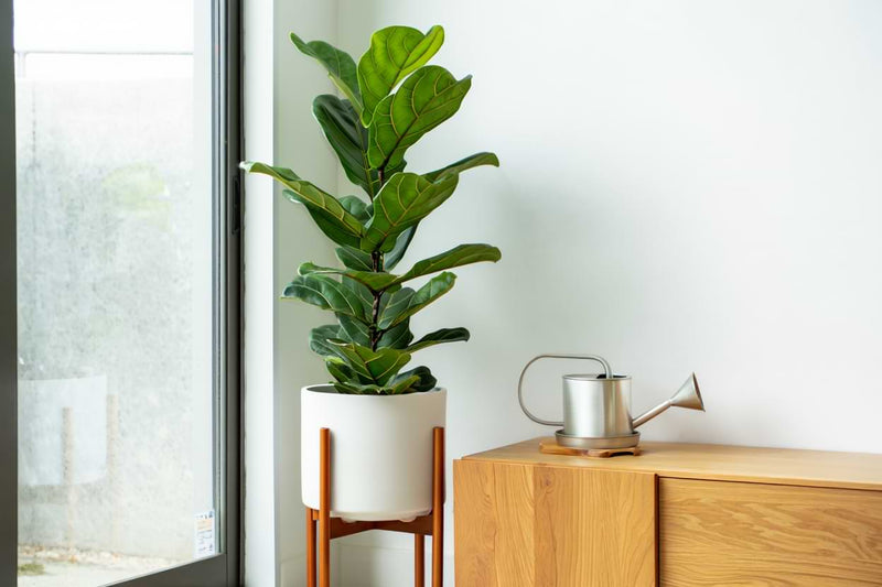 Prevent Root Rot in Fiddle Leaf Fig