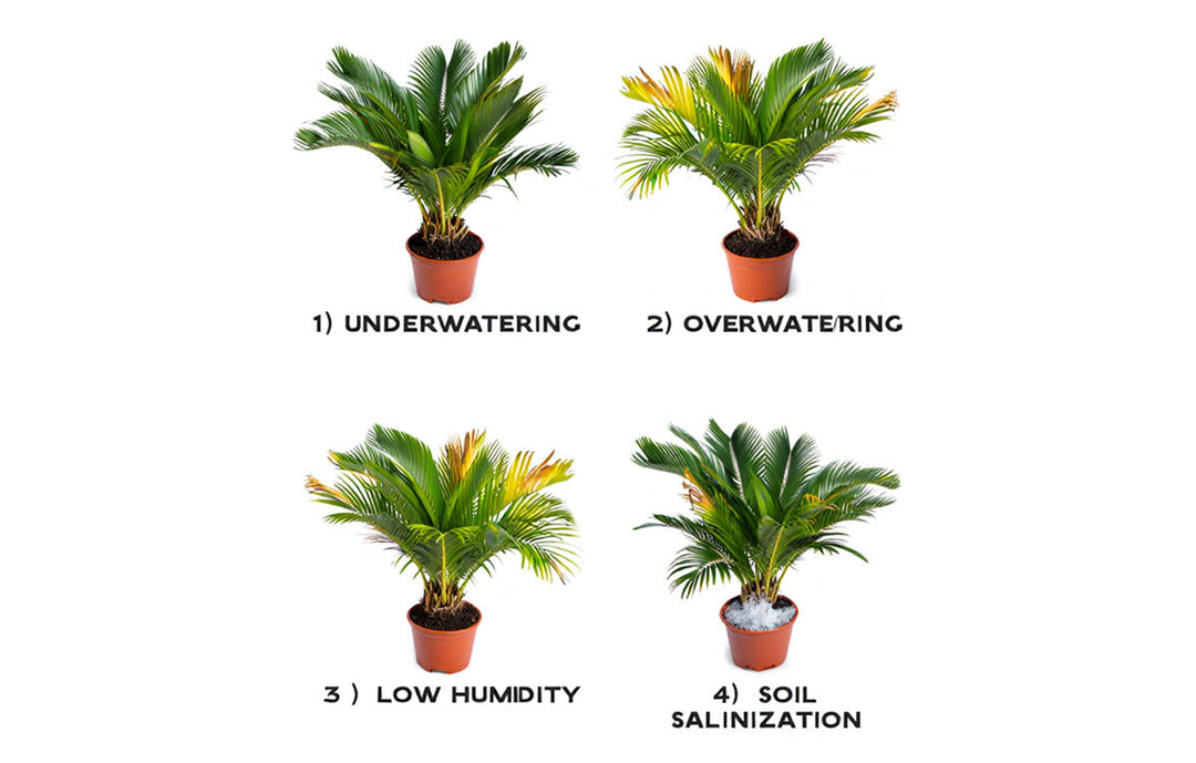 Preventing Palm Plant Brown Tips: Causes & Solutions