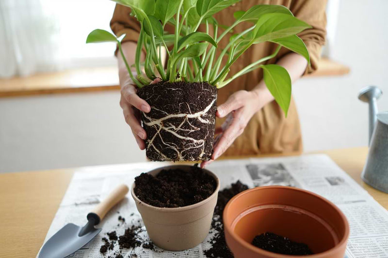 Repot Your Houseplants