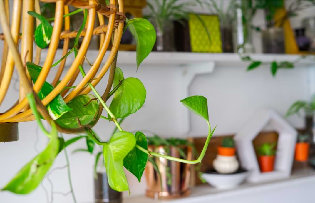 What’s Wrong With My Pothos Plant? Your Pothos Troubleshooting Guide