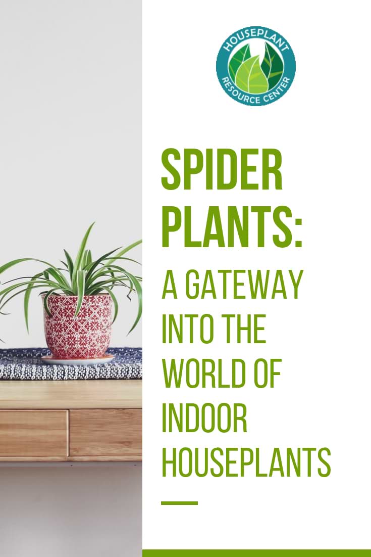 Spider Plants