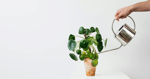 Should I Give My Houseplant Silica? Benefits, Application & Best Practices