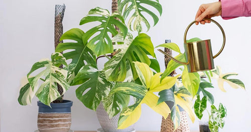 Should I Give My Variegated Monstera Silica?