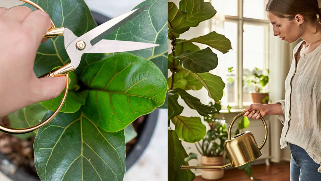 Take Care of Your Houseplants