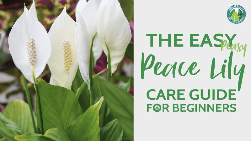 Peace Lily Care for Beginners
