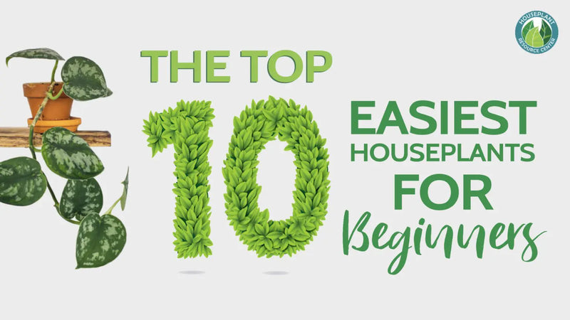 The Easiest Houseplants to Grow