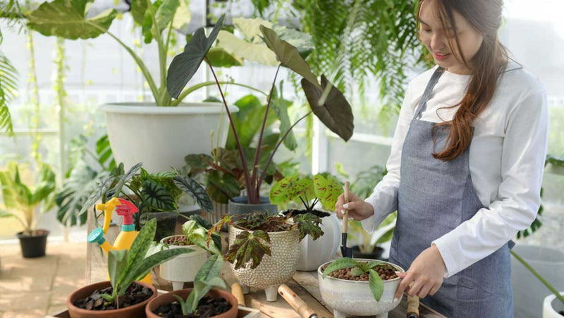 Troubleshooting Houseplant Care: Tips & Solutions