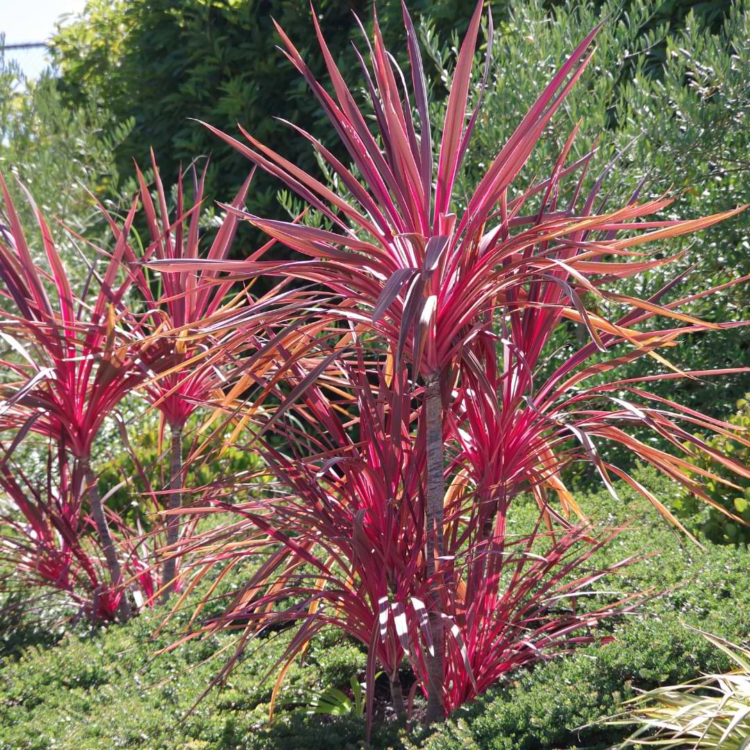 Types Of Dracaena Plants | Indoor & Outdoor Varieties