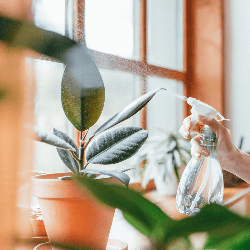 When and How to Mist Plants to Improve Humidity