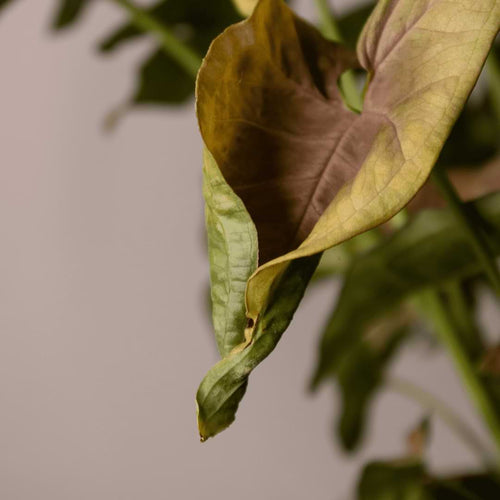 There are common reasons why your arrowhead plant have yellow leaves popping up. Read on to learn how to fix yellow arrowhead plant leaves.