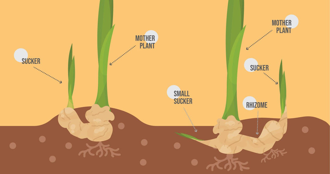 Easy Peace Lily Propagation Through Separation