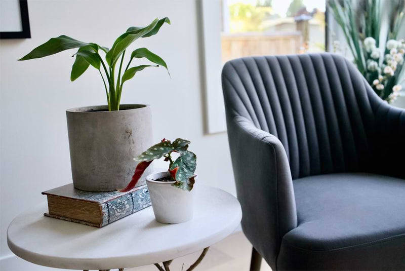 Dive into the reasons why and how plants are taking care of your mental health. Discover how plants can boost your mood and more.