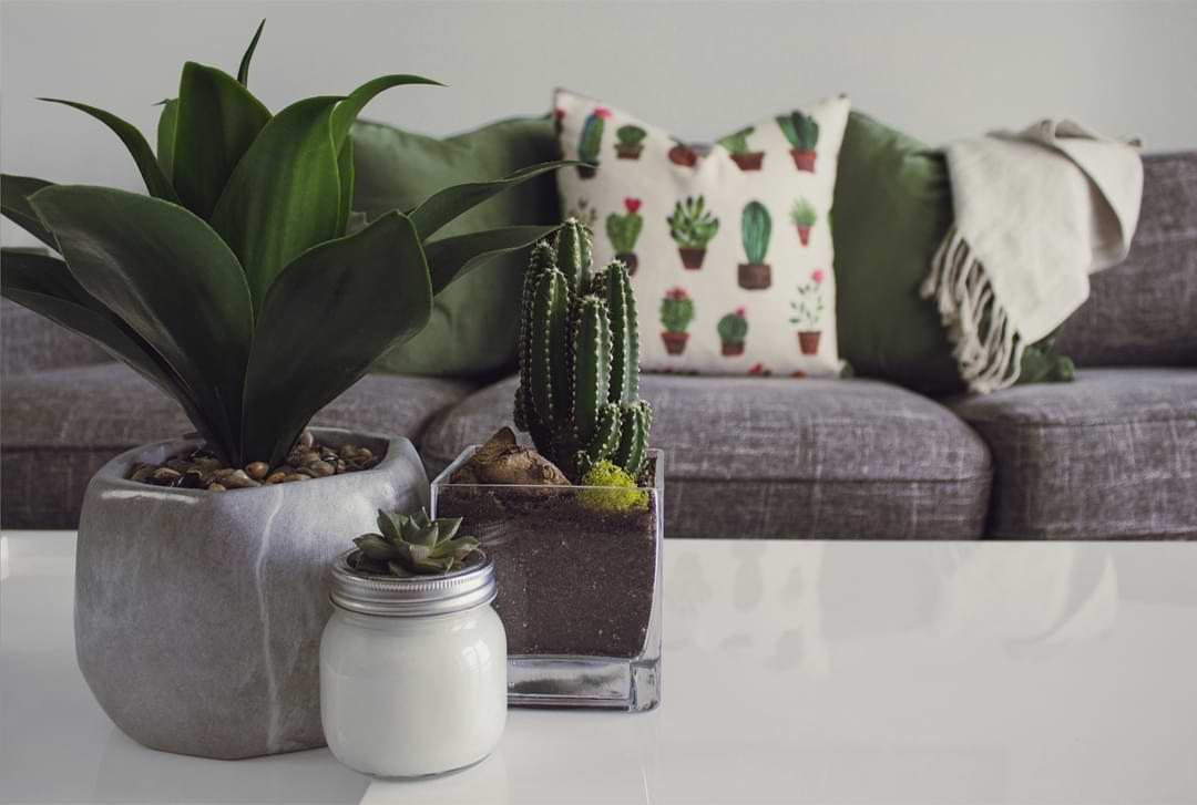 Decorating with Houseplants