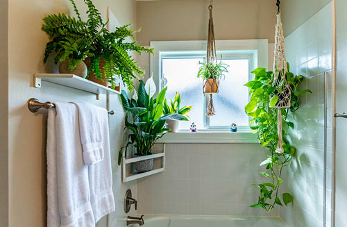 Create a Lush Bathroom Jungle Sanctuary