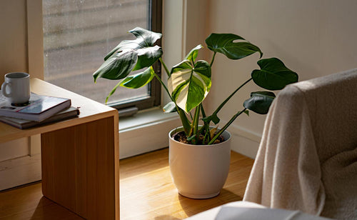 Cultivate Vibrant Variegated Plants at Home