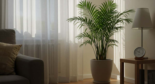 Managing Humidity for Healthy Indoor Palms