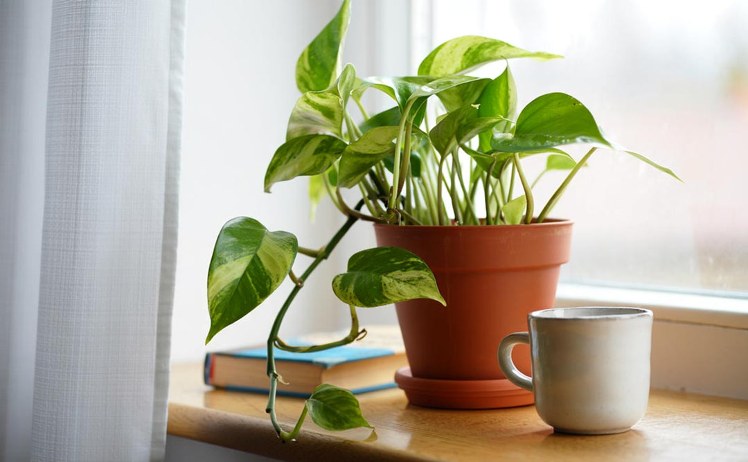 Quick Solutions for a Drooping Pothos