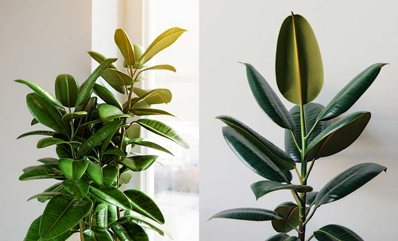 Fixing Mistakes in Houseplant Pruning