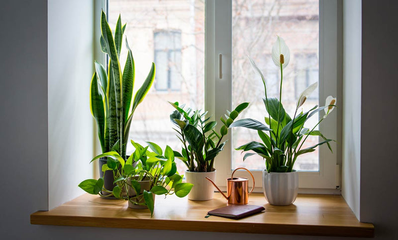 Beginner’s Guide to Easy Houseplants