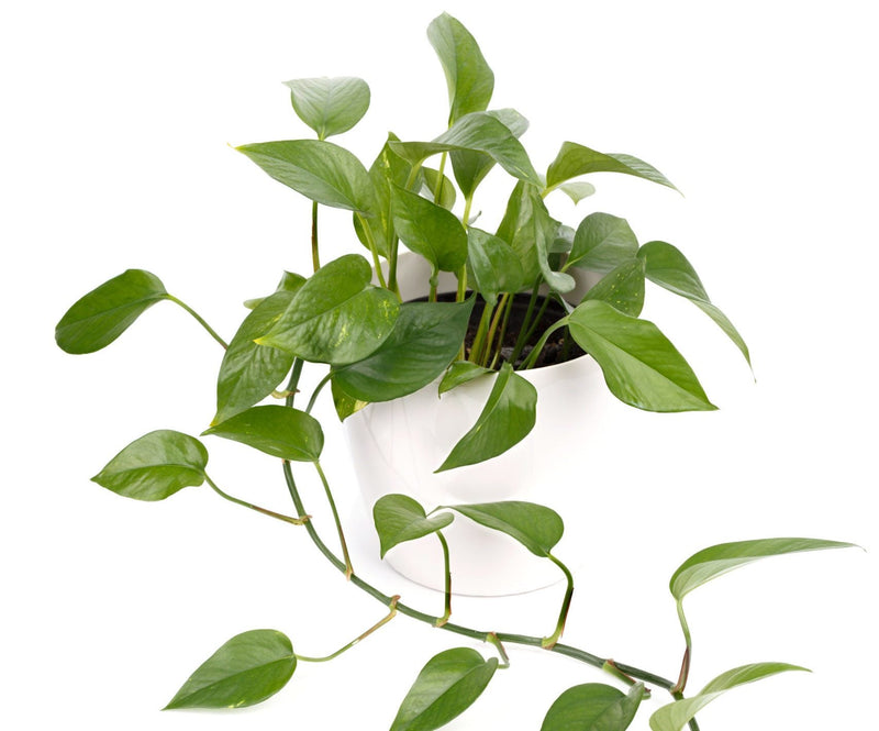 The Best Fertilizer for Pothos Plants