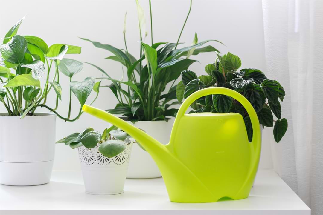 What’s Wrong With My Peperomia? Peperomia Troubleshooting Guide