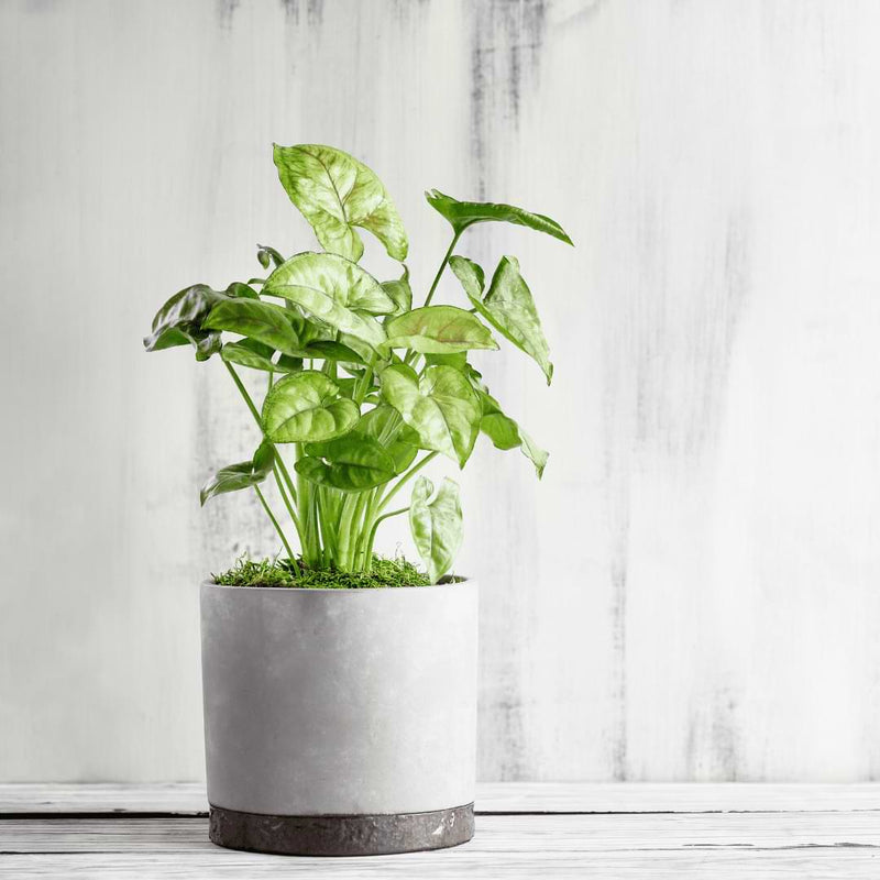 How to prune arrowheads plants help maintain the health, shape, and overall appearance of your arrowhead plant.
