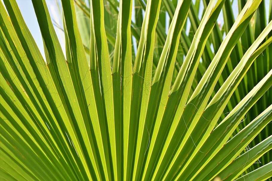 propagate your majesty palm