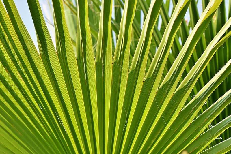 propagate your majesty palm