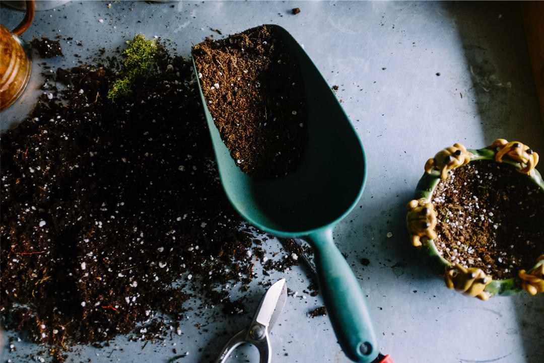 Best Soil for Majesty Palms